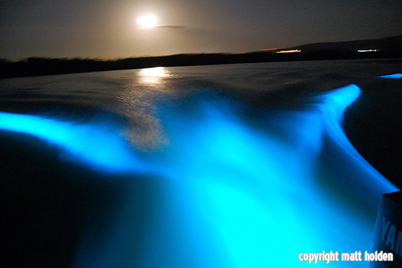 Luminous Lagoon