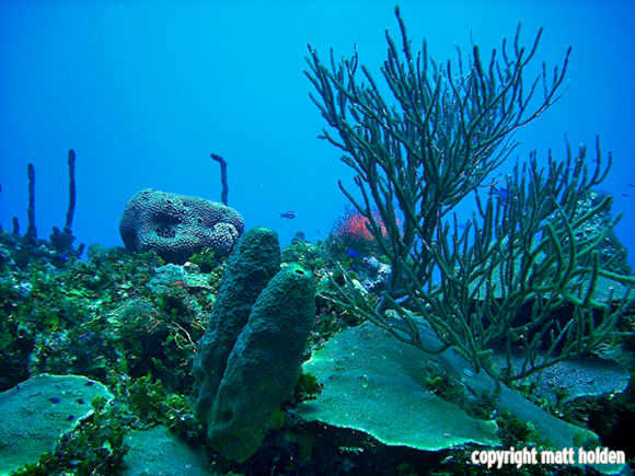 Underwater Reef
